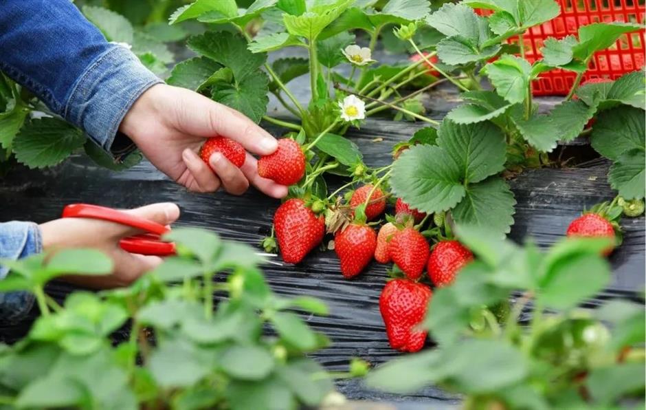 到郊野公园找寻
