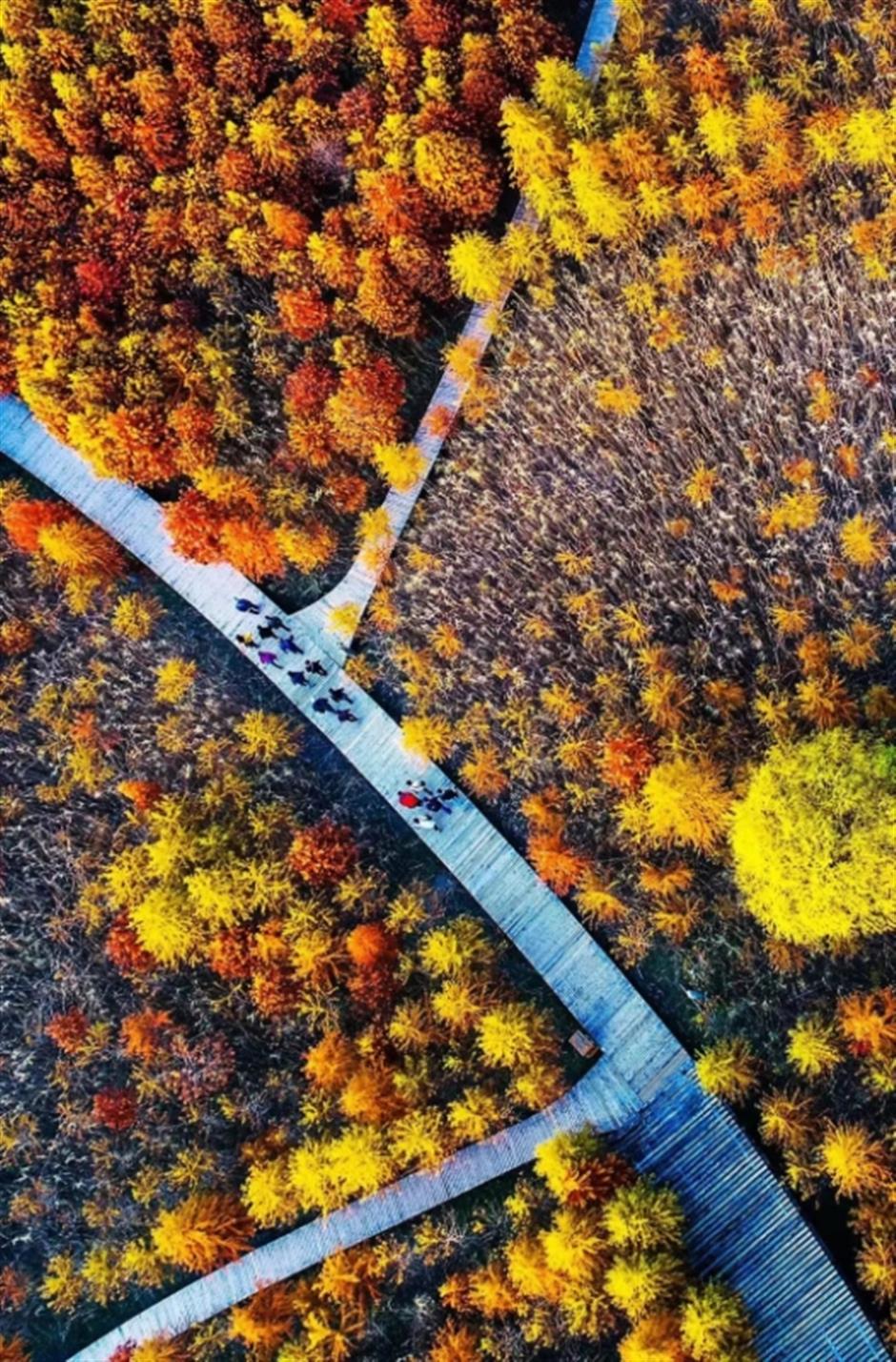 春節假期上海共接待遊客1675.95萬人次,同比增長約50%。