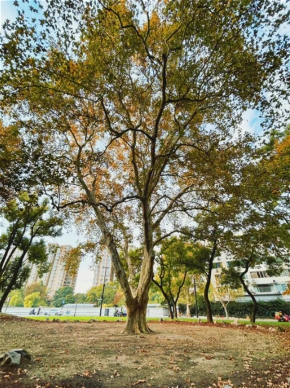 百年老公园游览线路图出炉