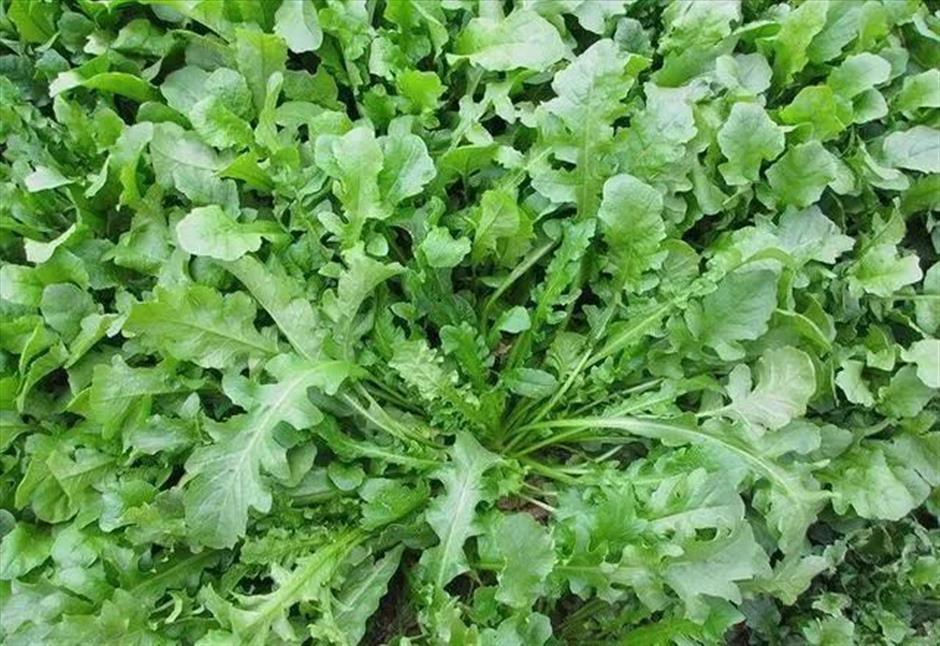 節氣之美 | 一簾新雨後，人間又逢春