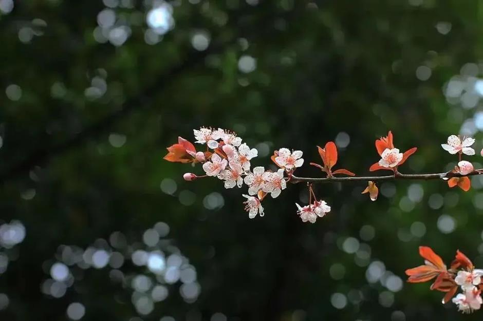節氣之美 | 一簾新雨後，人間又逢春