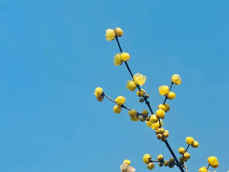 拍红墙腊梅不用去故宫!来上海市中心这个免费公园吧→