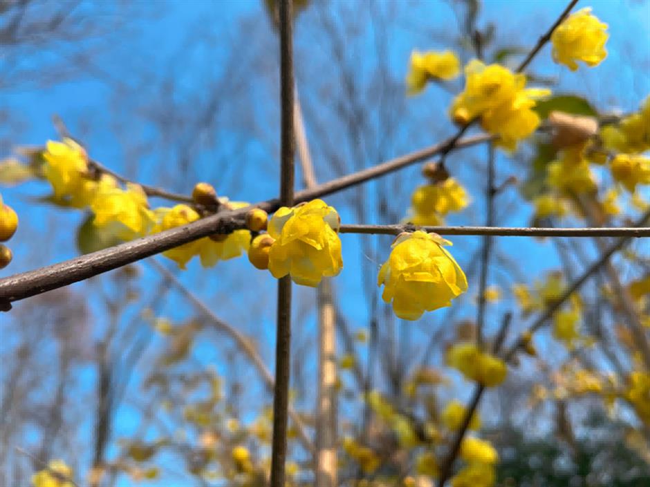 拍红墙腊梅不用去故宫!来上海市中心这个免费公园吧→