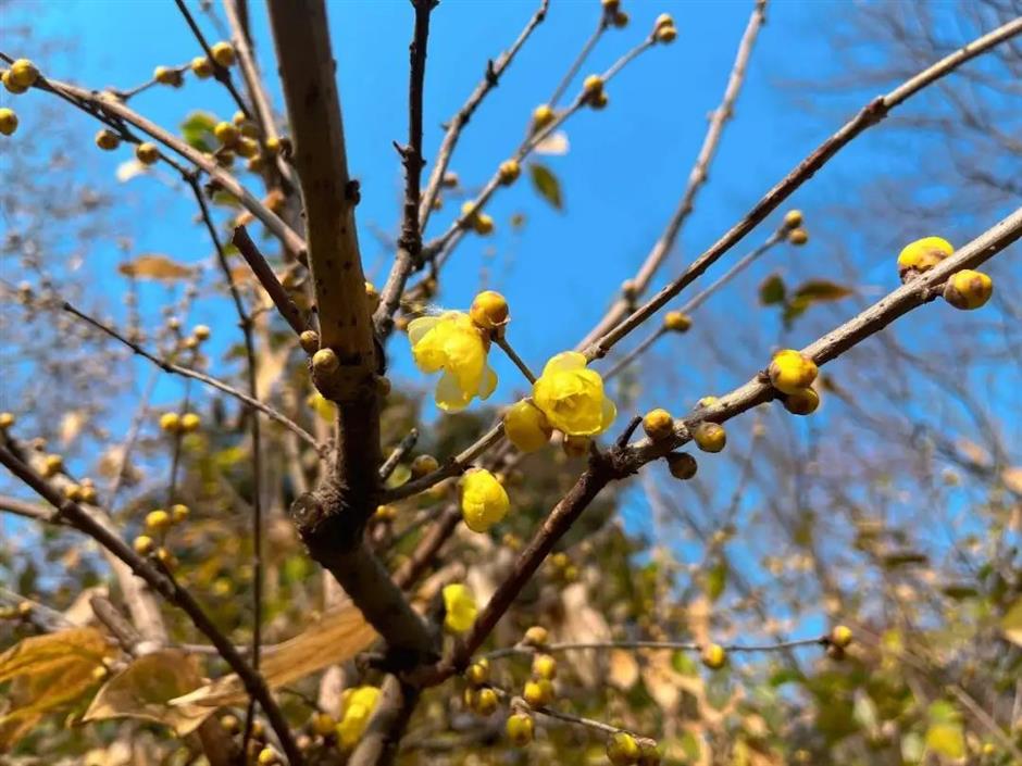 拍红墙腊梅不用去故宫!来上海市中心这个免费公园吧→