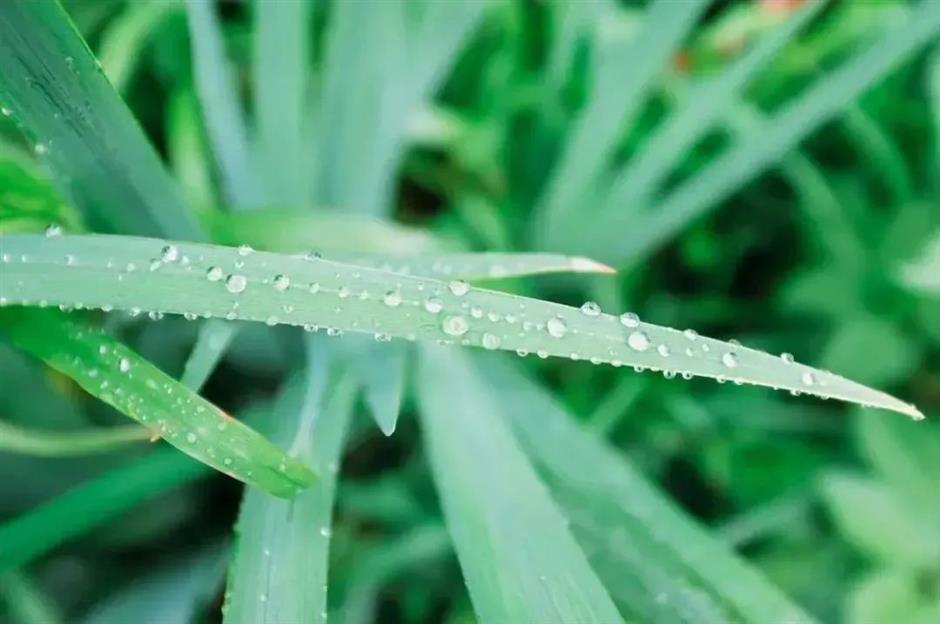 節氣之美 | 一簾新雨後，人間又逢春