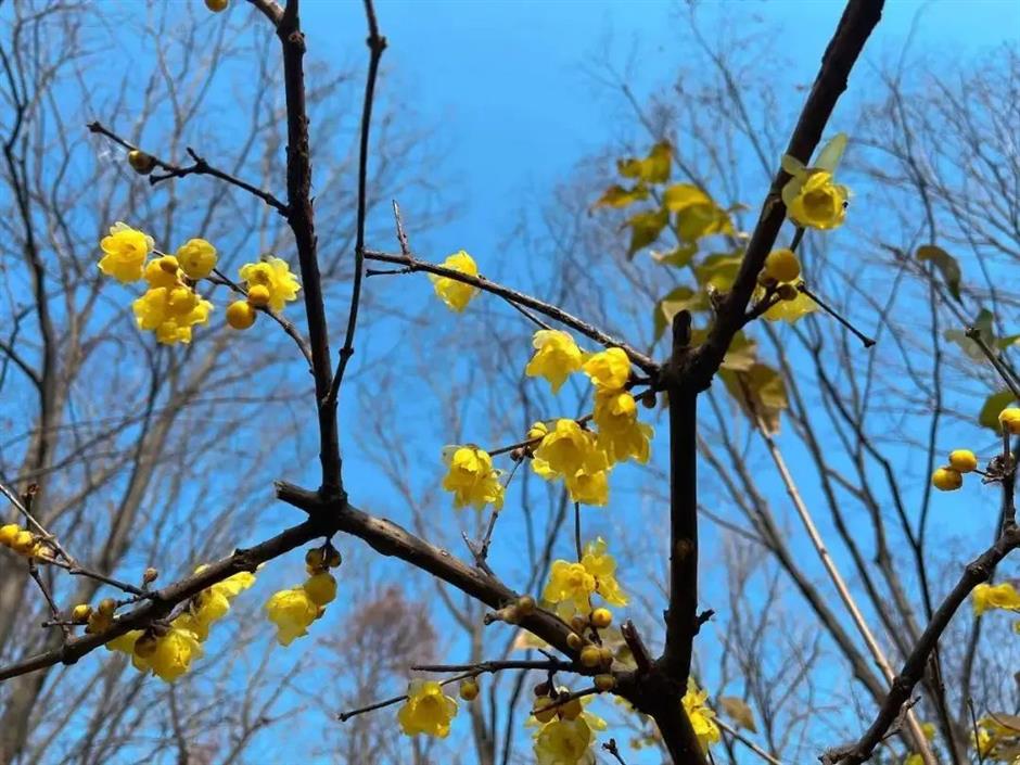 拍红墙腊梅不用去故宫!来上海市中心这个免费公园吧→