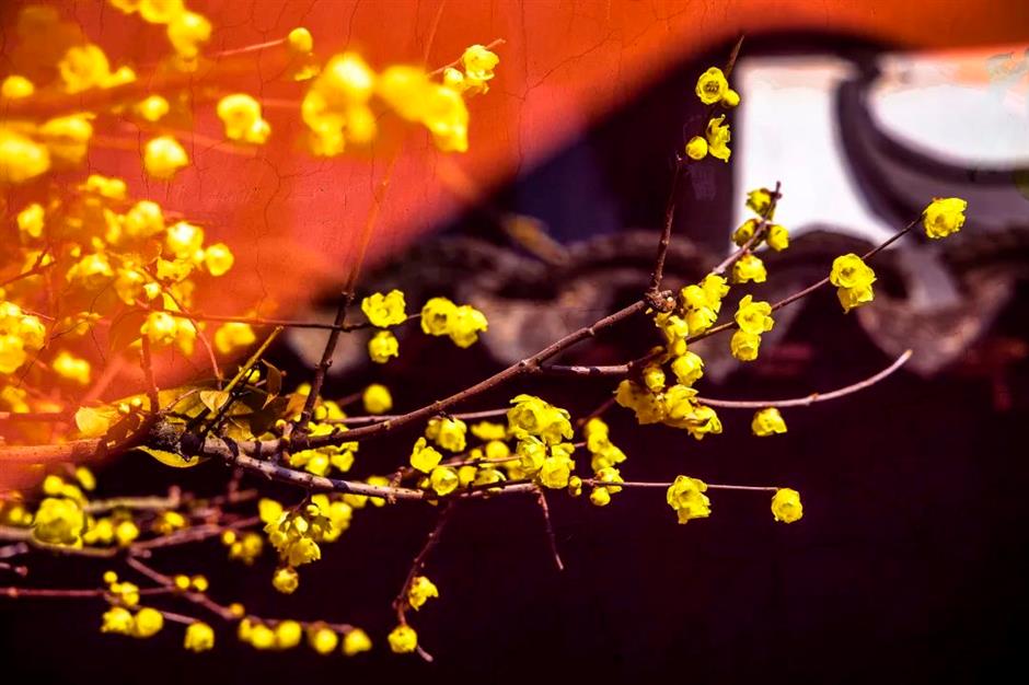 拍红墙腊梅不用去故宫!来上海市中心这个免费公园吧→