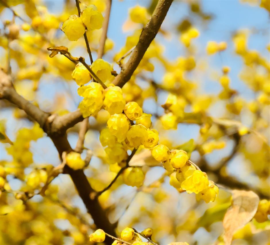 拍红墙腊梅不用去故宫!来上海市中心这个免费公园吧→