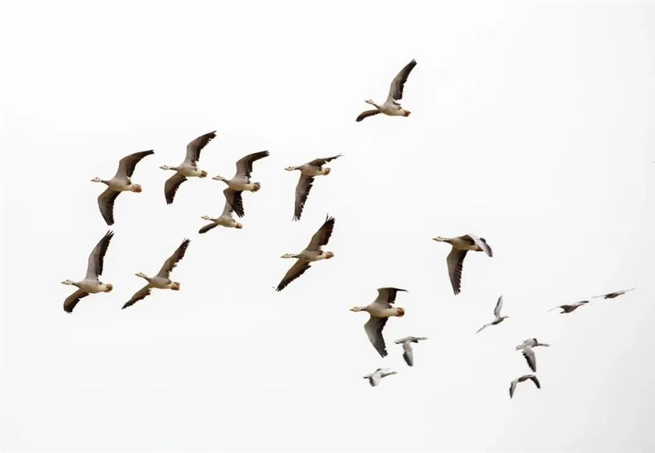 節氣之美 | 一簾新雨後，人間又逢春