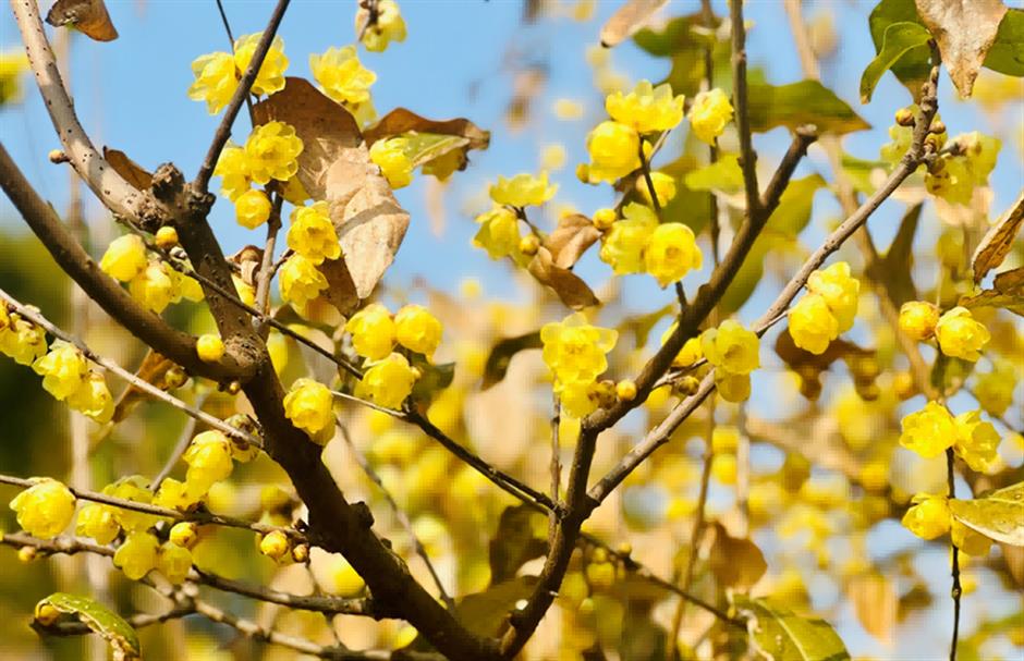 拍红墙腊梅不用去故宫!来上海市中心这个免费公园吧→