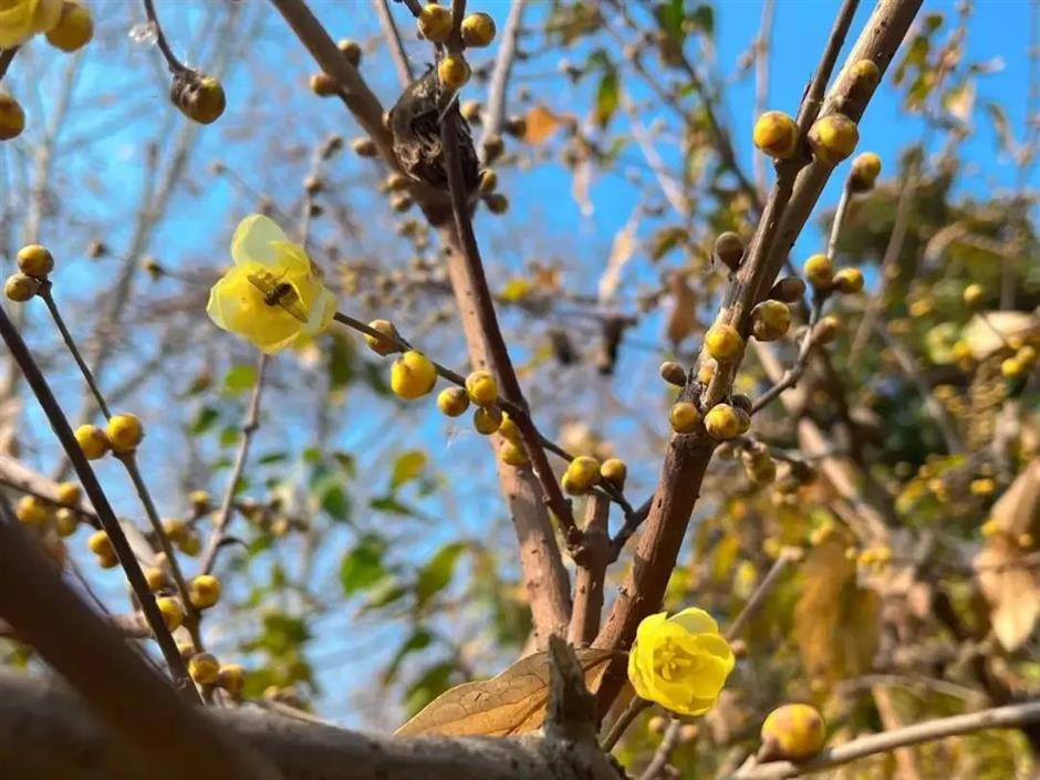拍红墙腊梅不用去故宫!来上海市中心这个免费公园吧→