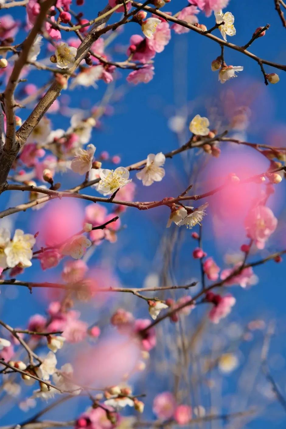 上海梅花节开幕!申城还有这些赏梅好去处