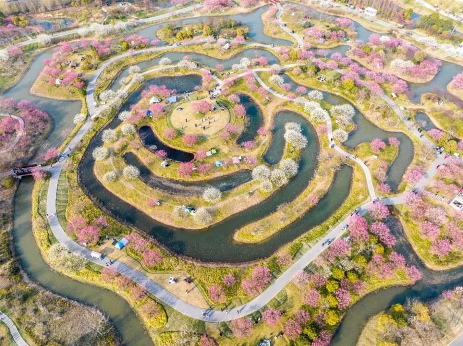 上海梅花节开幕!申城还有这些赏梅好去处