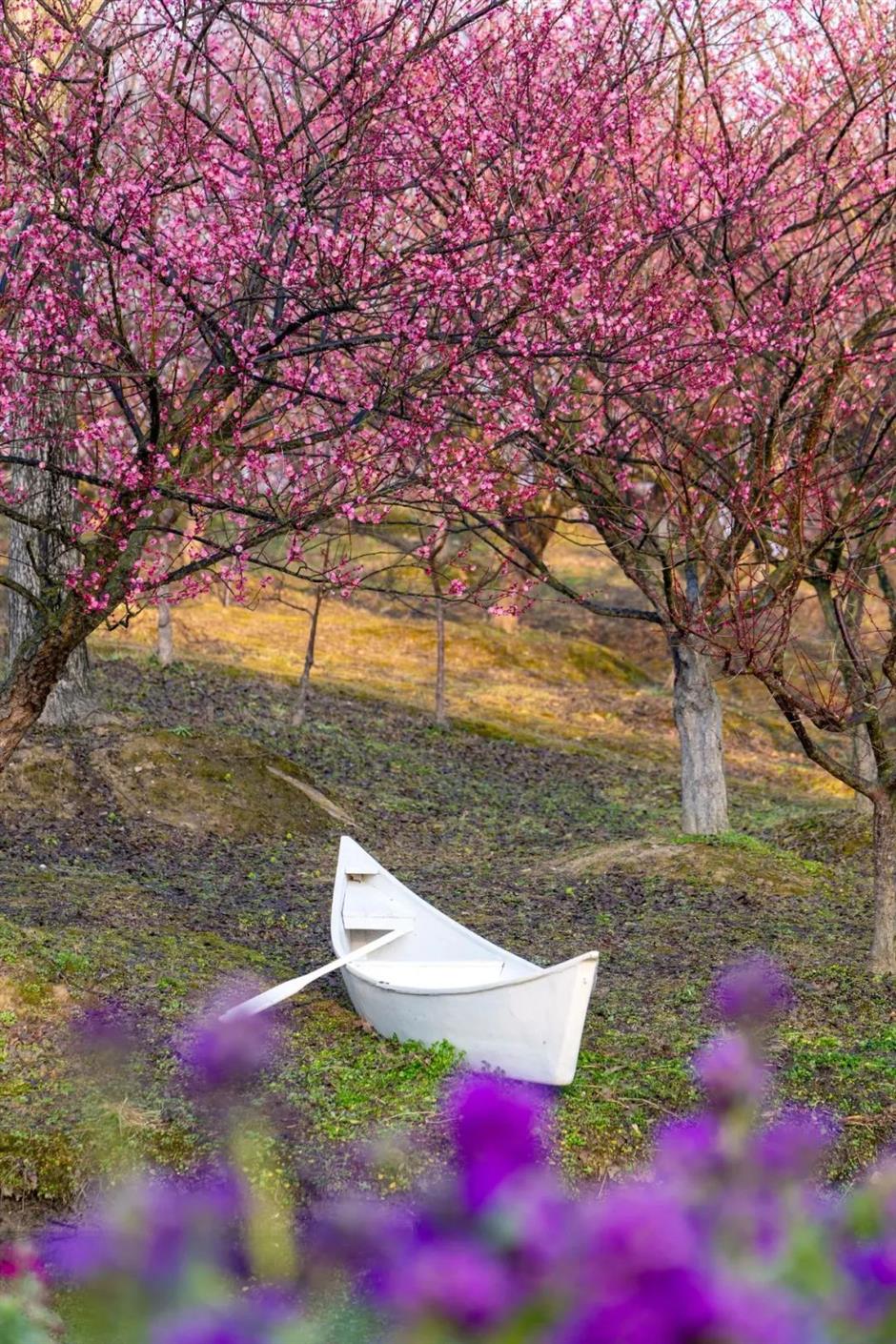 上海梅花节开幕!申城还有这些赏梅好去处