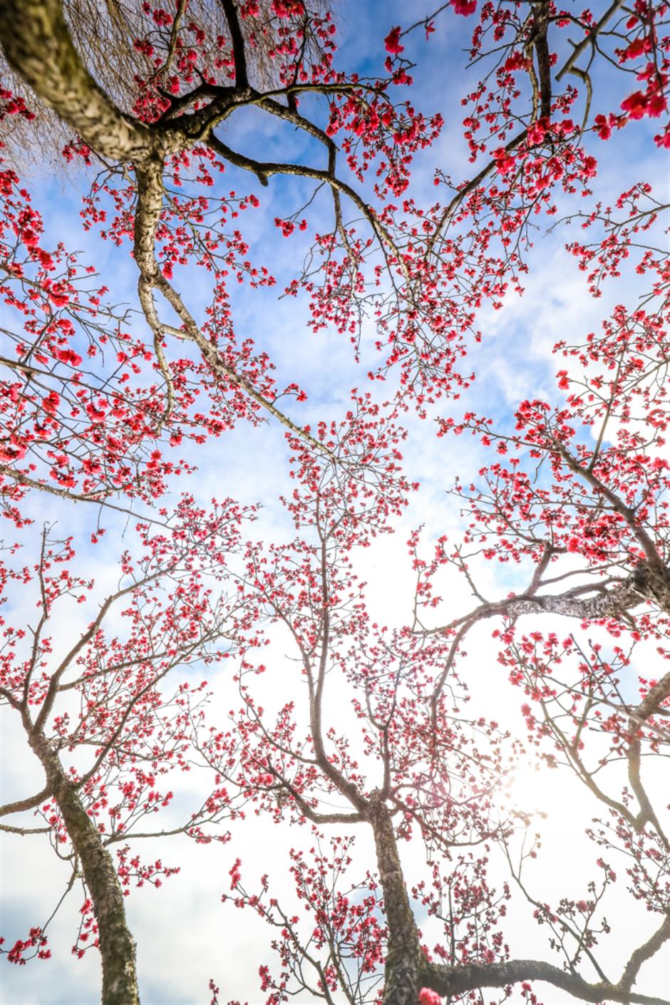上海梅花节开幕!申城还有这些赏梅好去处