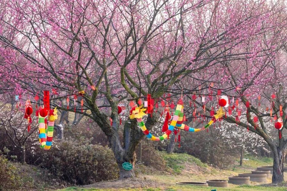 上海梅花节开幕!申城还有这些赏梅好去处