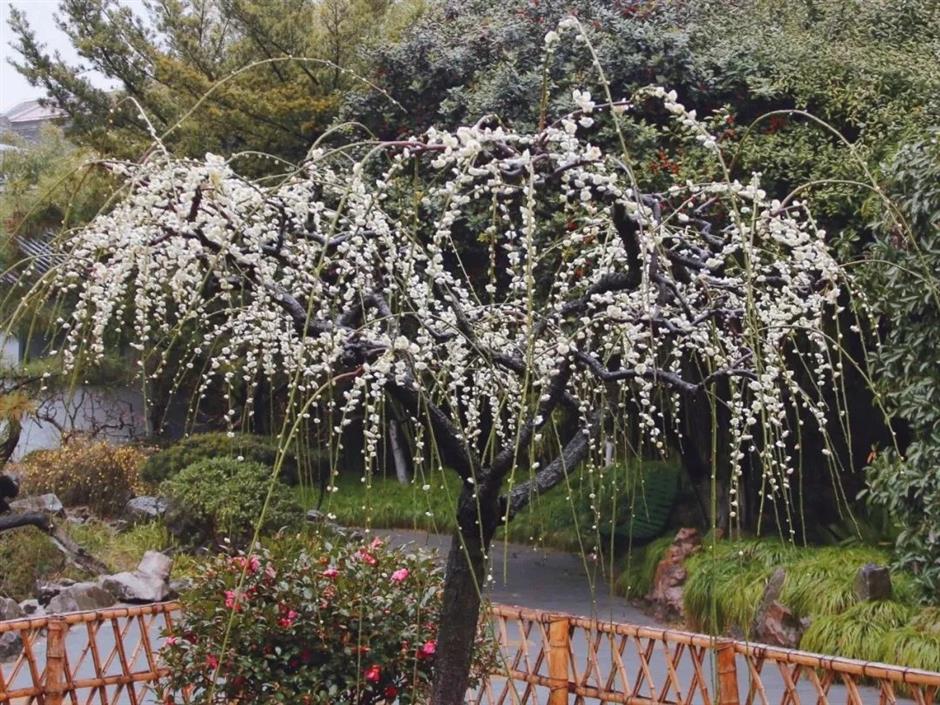 上海梅花节开幕!申城还有这些赏梅好去处