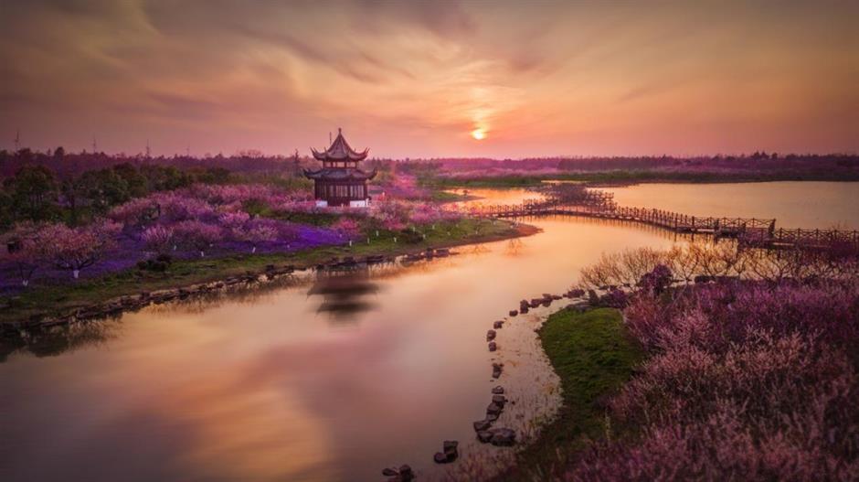 上海梅花节开幕!申城还有这些赏梅好去处