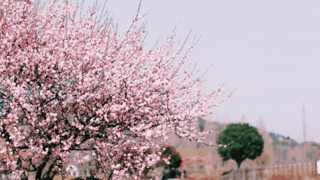 上海梅花节开幕!申城还有这些赏梅好去处