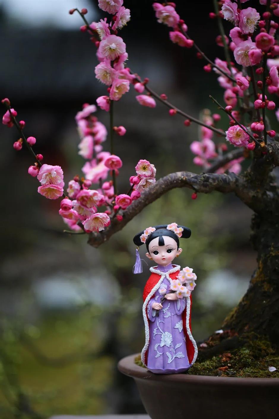 上海梅花节开幕!申城还有这些赏梅好去处