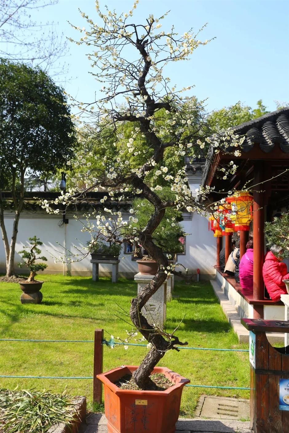 上海梅花节开幕!申城还有这些赏梅好去处