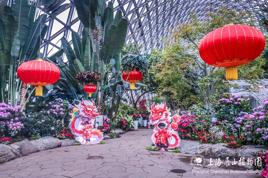 过年限定,来看红红火火年宵花展