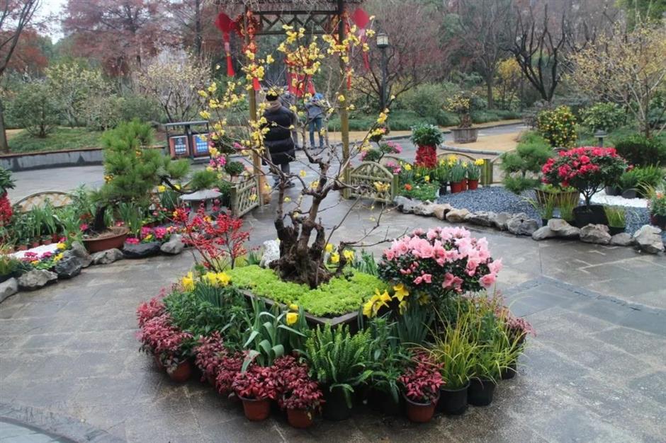 过年限定,来看红红火火年宵花展