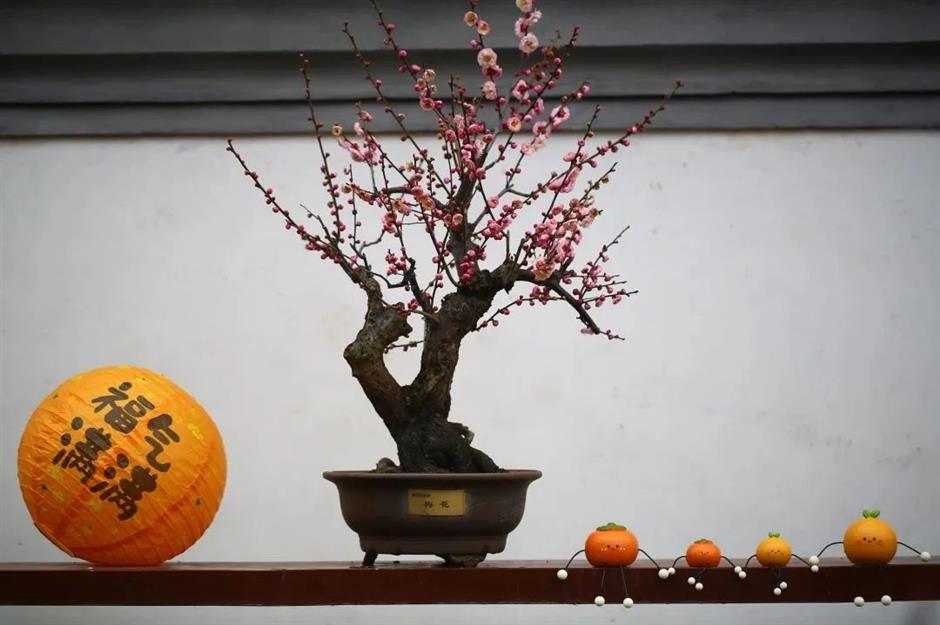 过年限定,来看红红火火年宵花展