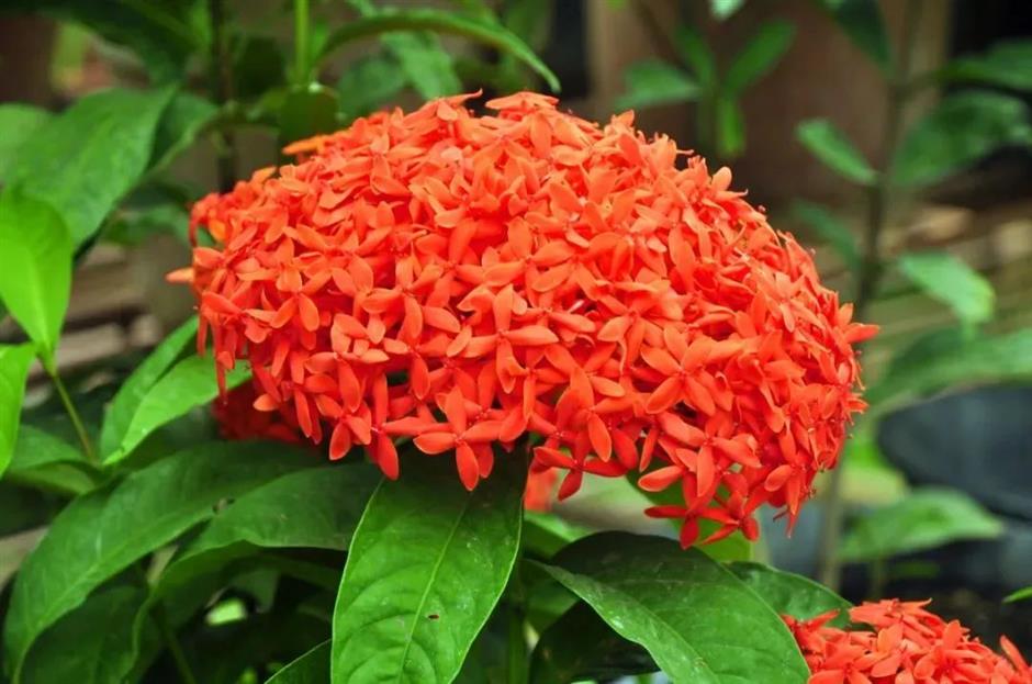 过年限定,来看红红火火年宵花展