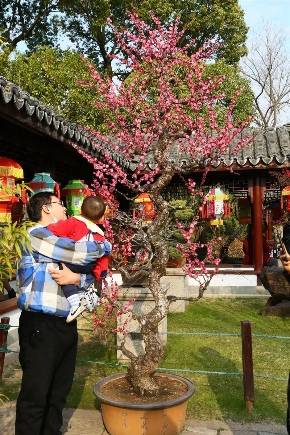 过年限定,来看红红火火年宵花展