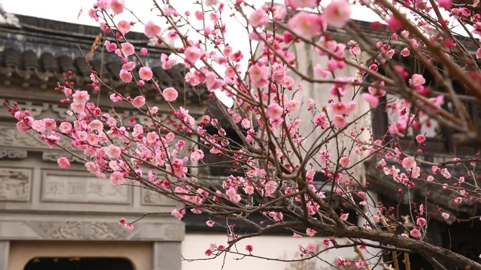 过年限定,来看红红火火年宵花展