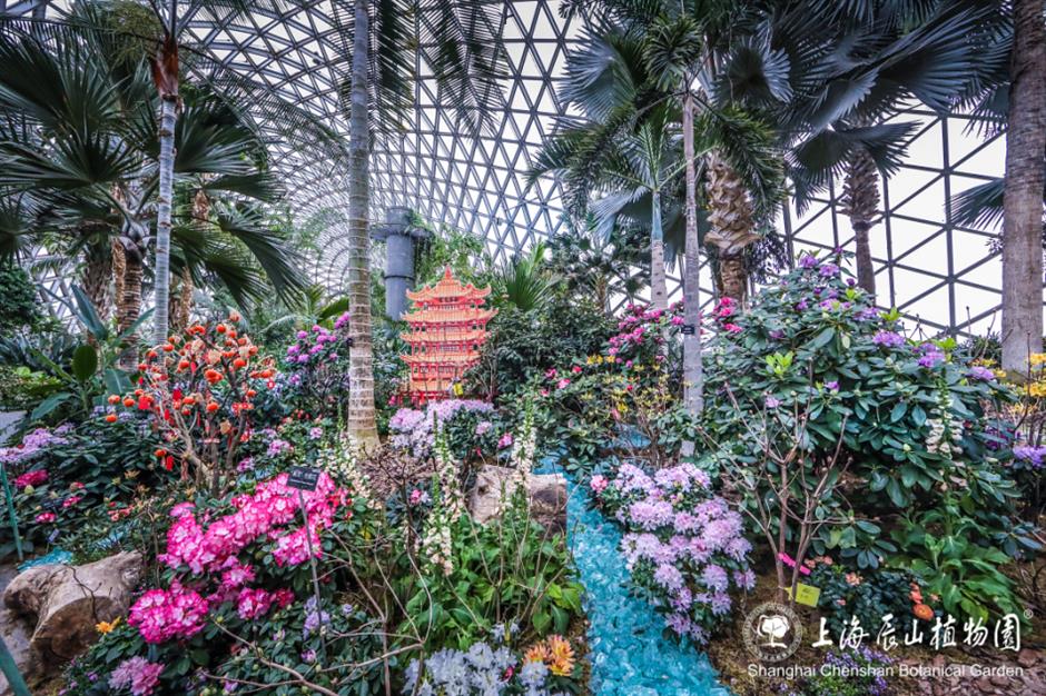 过年限定,来看红红火火年宵花展