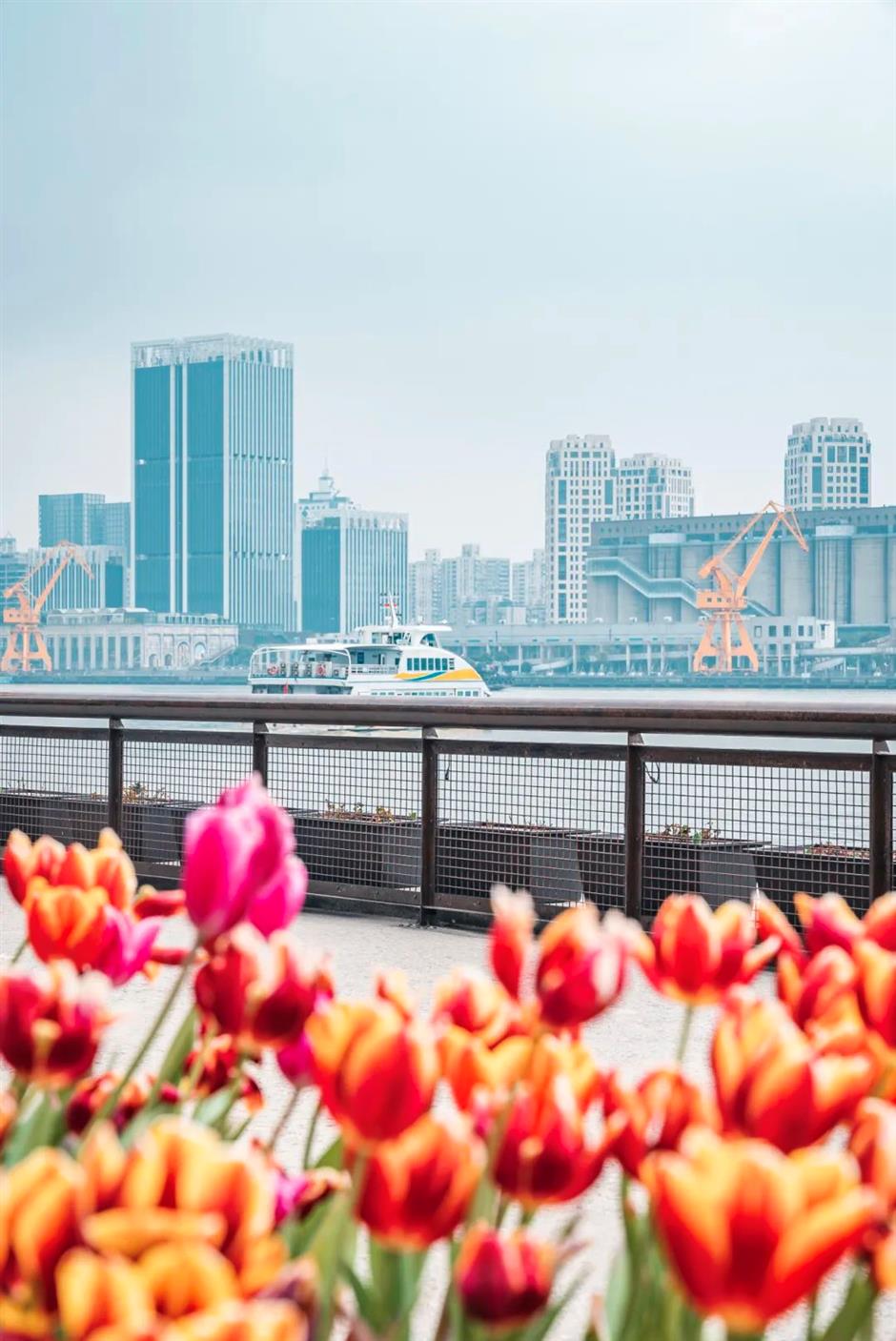 上海第一波郁金香开啦!