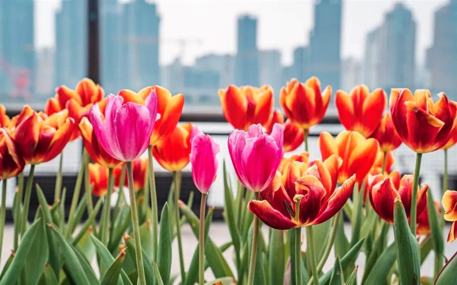 上海第一波郁金香开啦!