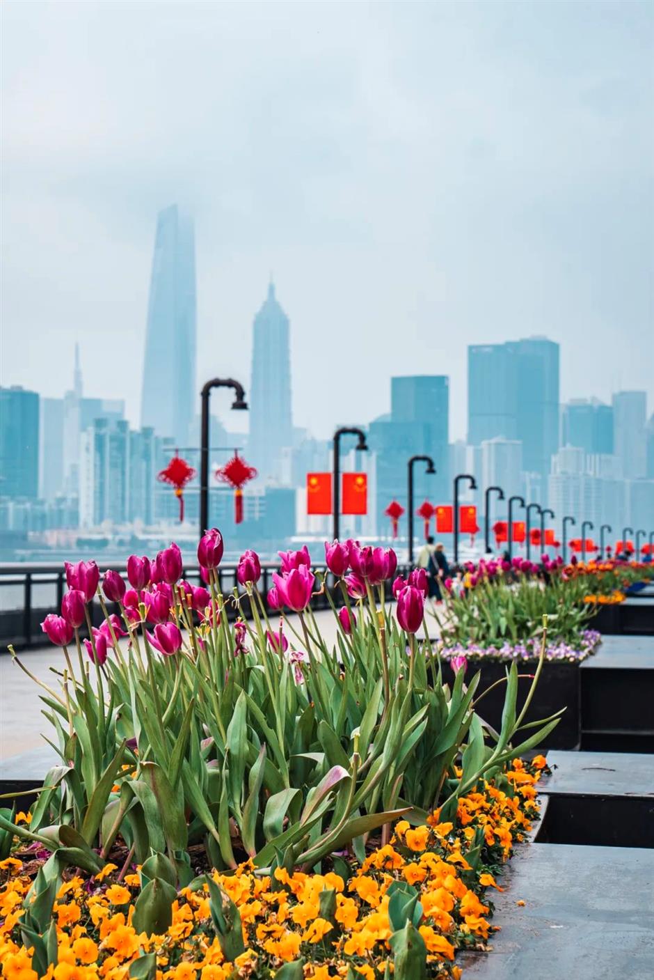 上海第一波郁金香开啦!