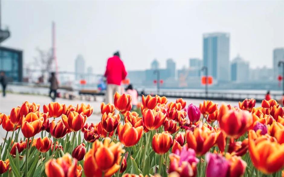 上海第一波郁金香开啦!