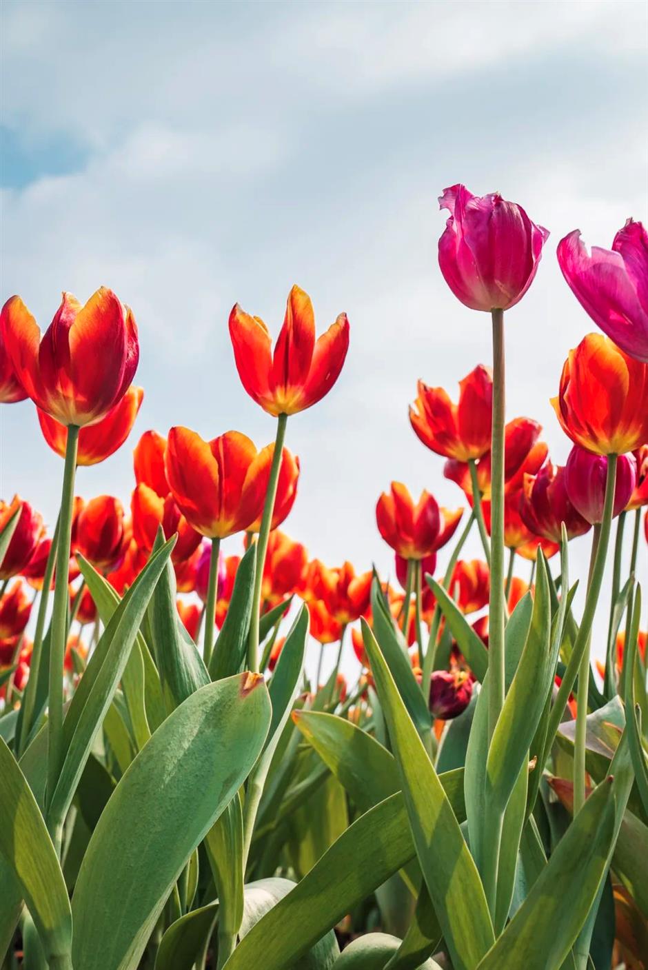 上海第一波郁金香开啦!