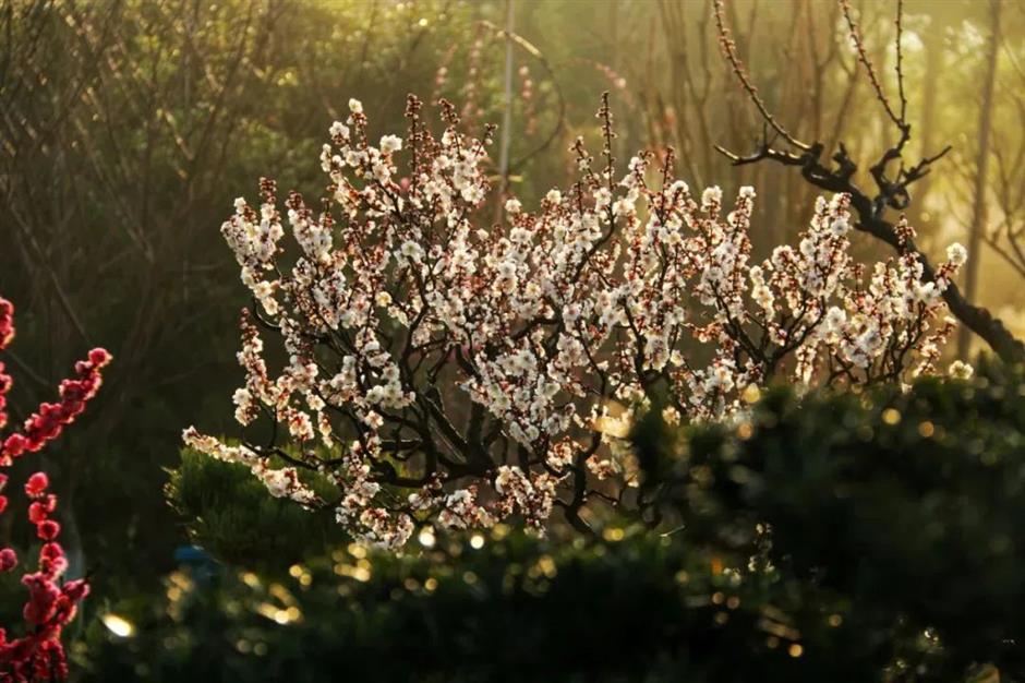赏梅路线已更新!这里的绝美景色别错过!