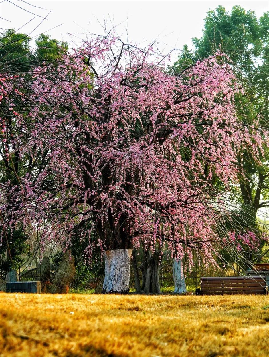 赏梅路线已更新!这里的绝美景色别错过!