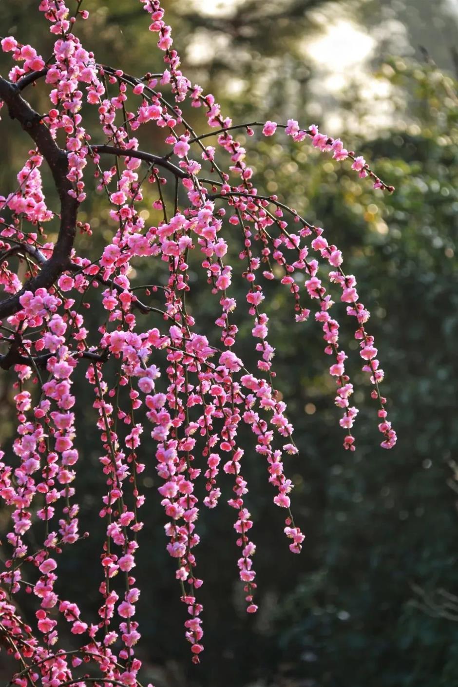 赏梅路线已更新!这里的绝美景色别错过!