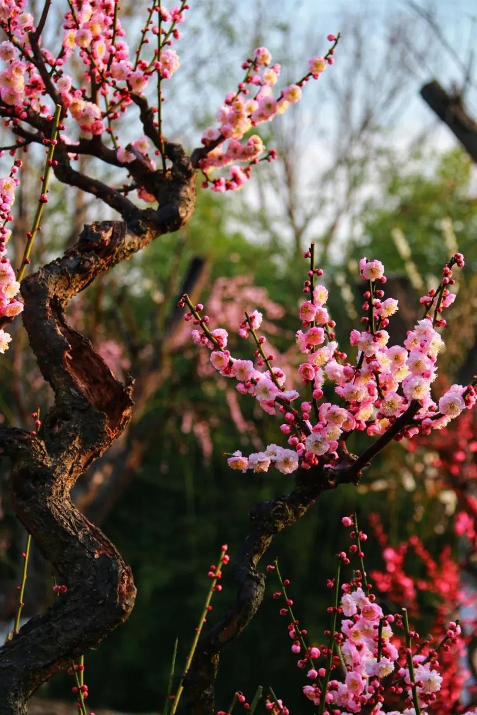 赏梅路线已更新!这里的绝美景色别错过!
