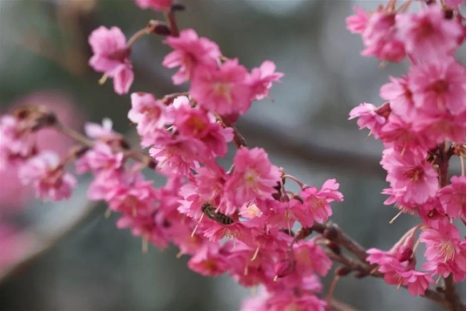 早樱绽开!上海这个公园化身粉色的童话世界了