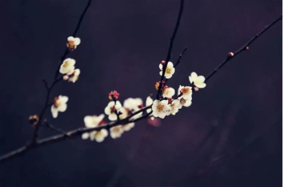 早樱绽开!上海这个公园化身粉色的童话世界了