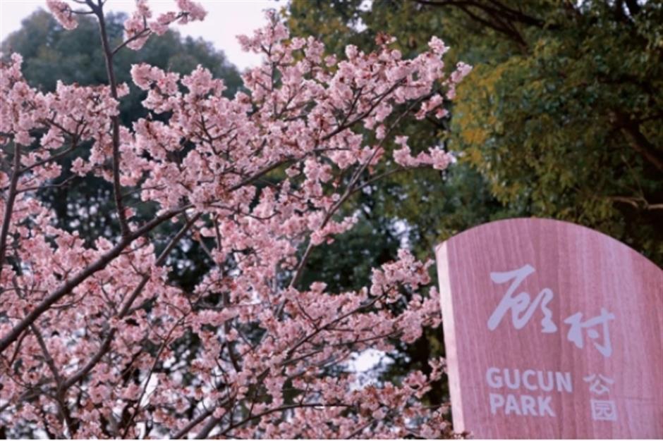 早樱绽开!上海这个公园化身粉色的童话世界了
