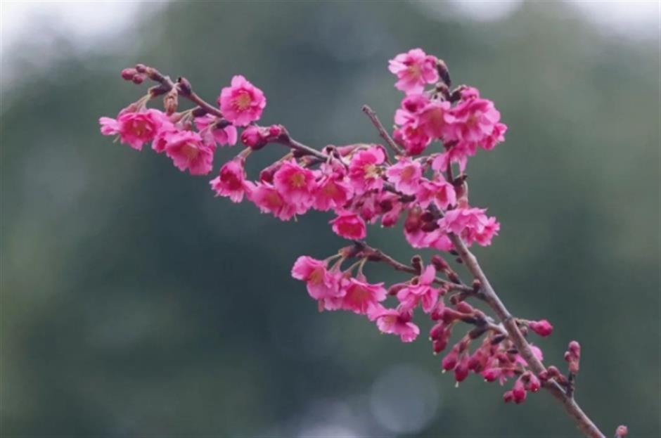 早樱绽开!上海这个公园化身粉色的童话世界了
