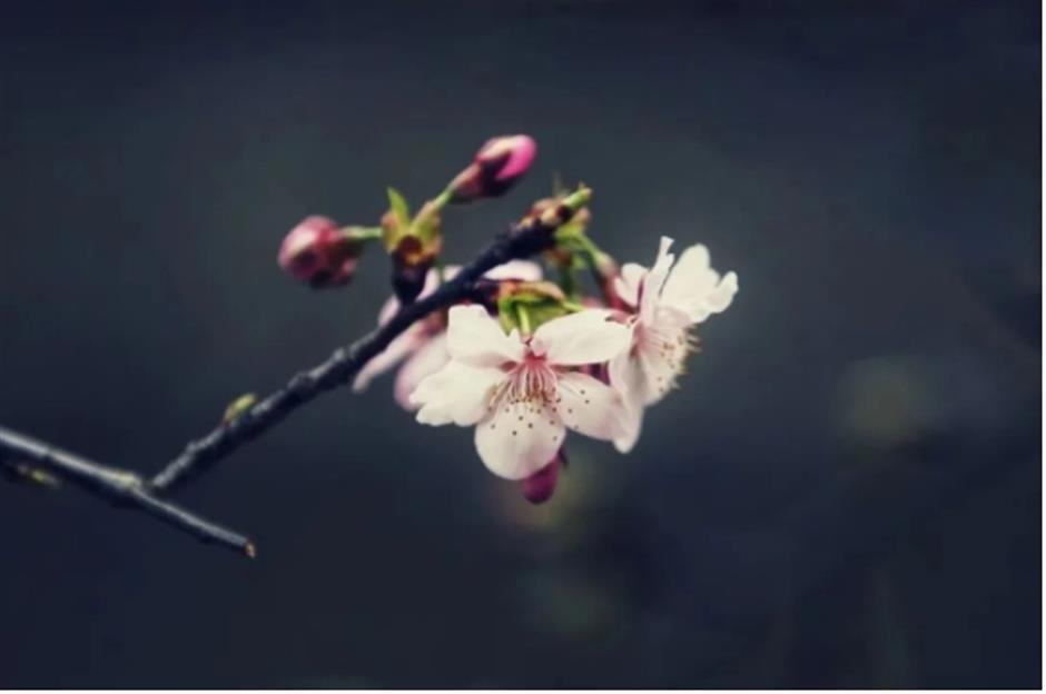 早樱绽开!上海这个公园化身粉色的童话世界了