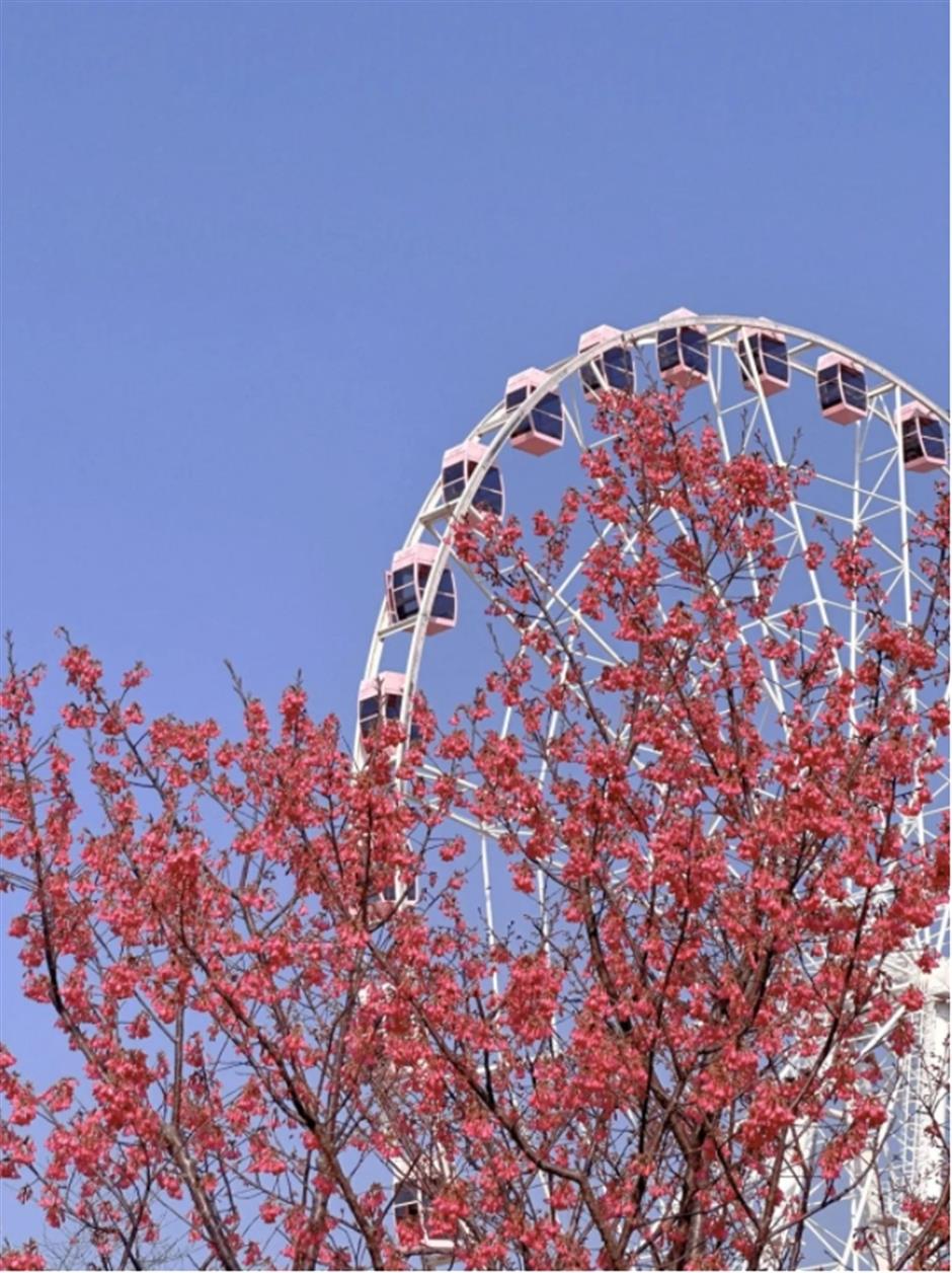 早樱绽开!上海这个公园化身粉色的童话世界了