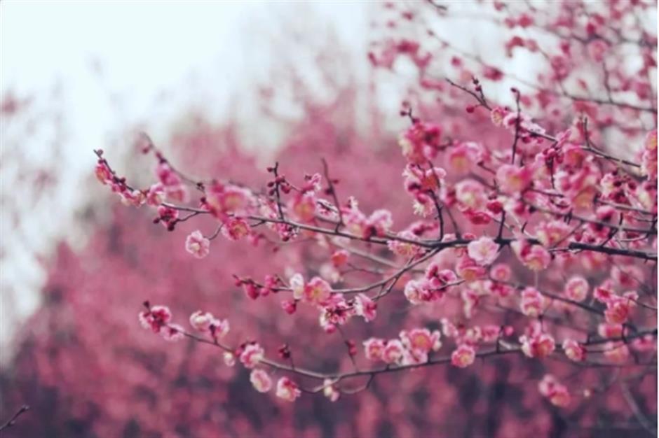 早樱绽开!上海这个公园化身粉色的童话世界了
