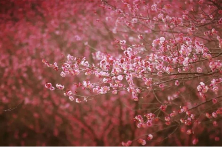 早樱绽开!上海这个公园化身粉色的童话世界了