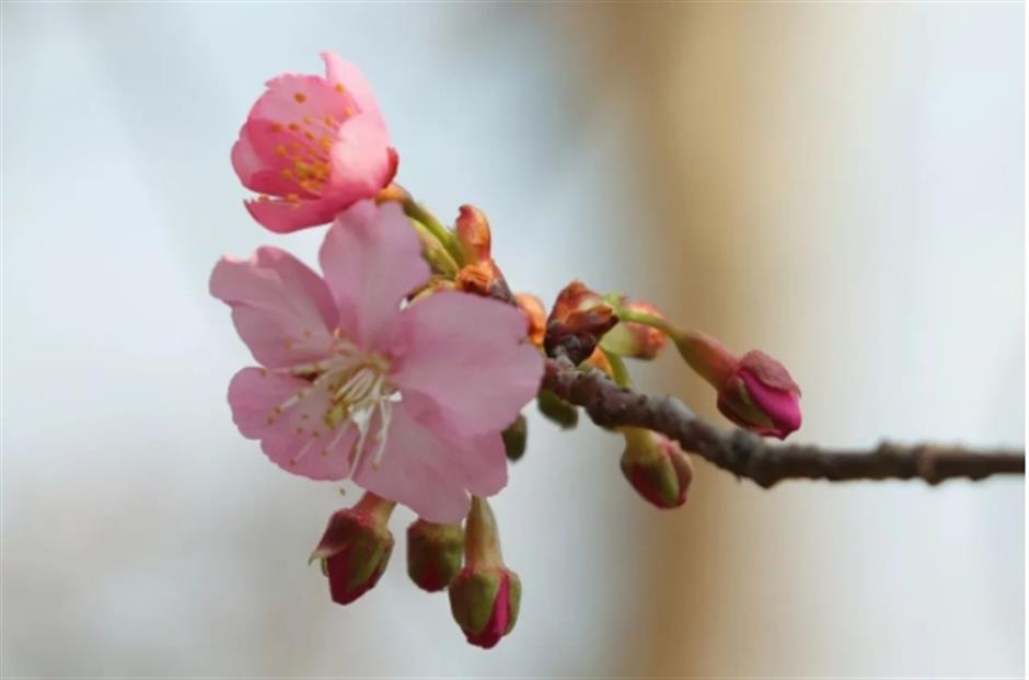 早樱绽开!上海这个公园化身粉色的童话世界了